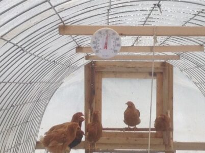 The Prepared Homestead: Chicken-Heated Greenhouse Image